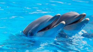 ¡Rusia está usando delfines entrenados para proteger una base naval!